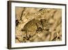 Namaqua Chameleon Baby Waiting for Prey-null-Framed Photographic Print