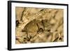 Namaqua Chameleon Baby Waiting for Prey-null-Framed Photographic Print