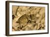 Namaqua Chameleon Baby Waiting for Prey-null-Framed Photographic Print