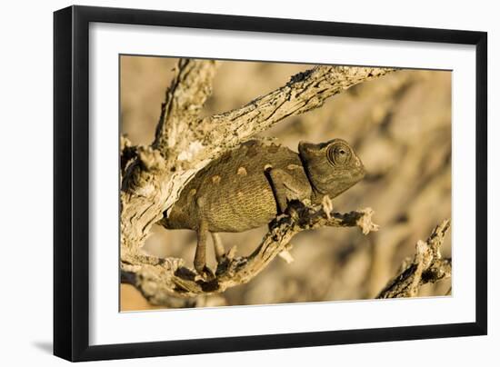 Namaqua Chameleon Baby Waiting for Prey-null-Framed Photographic Print