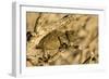 Namaqua Chameleon Baby Waiting for Prey-null-Framed Photographic Print