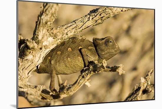 Namaqua Chameleon Baby Waiting for Prey-null-Mounted Photographic Print