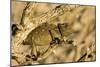 Namaqua Chameleon Baby Waiting for Prey-null-Mounted Photographic Print