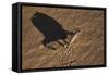 Namaqua Chameleon (Chamaeleo Namaquensis), Namib Desert, Namibia, Africa-Ann and Steve Toon-Framed Stretched Canvas