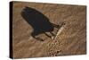 Namaqua Chameleon (Chamaeleo Namaquensis), Namib Desert, Namibia, Africa-Ann and Steve Toon-Stretched Canvas