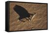 Namaqua Chameleon (Chamaeleo Namaquensis), Namib Desert, Namibia, Africa-Ann and Steve Toon-Framed Stretched Canvas