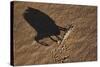 Namaqua Chameleon (Chamaeleo Namaquensis), Namib Desert, Namibia, Africa-Ann and Steve Toon-Stretched Canvas