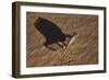 Namaqua Chameleon (Chamaeleo Namaquensis), Namib Desert, Namibia, Africa-Ann and Steve Toon-Framed Photographic Print