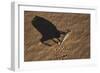 Namaqua Chameleon (Chamaeleo Namaquensis), Namib Desert, Namibia, Africa-Ann and Steve Toon-Framed Photographic Print