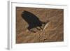 Namaqua Chameleon (Chamaeleo Namaquensis), Namib Desert, Namibia, Africa-Ann and Steve Toon-Framed Photographic Print