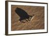 Namaqua Chameleon (Chamaeleo Namaquensis), Namib Desert, Namibia, Africa-Ann and Steve Toon-Framed Photographic Print