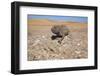 Namaqua Chameleon (Chamaeleo Namaquensis), Namib Desert, Namibia, Africa-Ann and Steve Toon-Framed Photographic Print