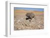 Namaqua Chameleon (Chamaeleo Namaquensis), Namib Desert, Namibia, Africa-Ann and Steve Toon-Framed Photographic Print