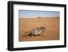 Namaqua Chameleon (Chamaeleo Namaquensis), Namib Desert, Namibia, Africa-Ann and Steve Toon-Framed Photographic Print