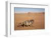 Namaqua Chameleon (Chamaeleo Namaquensis), Namib Desert, Namibia, Africa-Ann and Steve Toon-Framed Photographic Print