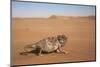 Namaqua Chameleon (Chamaeleo Namaquensis), Namib Desert, Namibia, Africa-Ann and Steve Toon-Mounted Photographic Print