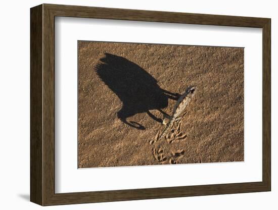 Namaqua Chameleon (Chamaeleo Namaquensis), Namib Desert, Namibia, Africa-Ann and Steve Toon-Framed Photographic Print