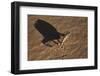 Namaqua Chameleon (Chamaeleo Namaquensis), Namib Desert, Namibia, Africa-Ann and Steve Toon-Framed Photographic Print