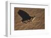 Namaqua Chameleon (Chamaeleo Namaquensis), Namib Desert, Namibia, Africa-Ann and Steve Toon-Framed Photographic Print