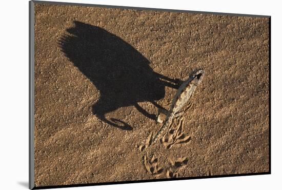 Namaqua Chameleon (Chamaeleo Namaquensis), Namib Desert, Namibia, Africa-Ann and Steve Toon-Mounted Photographic Print