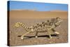 Namaqua Chameleon (Chamaeleo Namaquensis), Namib Desert, Namibia, April-Ann & Steve Toon-Stretched Canvas