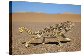 Namaqua Chameleon (Chamaeleo Namaquensis), Namib Desert, Namibia, April-Ann & Steve Toon-Stretched Canvas