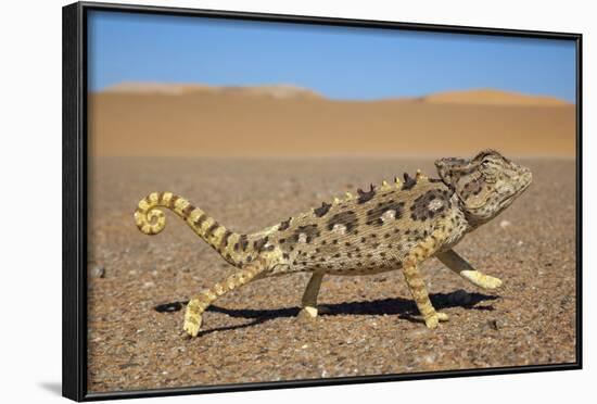 Namaqua Chameleon (Chamaeleo Namaquensis), Namib Desert, Namibia, April-Ann & Steve Toon-Framed Photographic Print