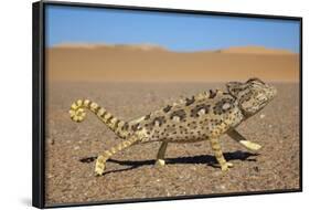 Namaqua Chameleon (Chamaeleo Namaquensis), Namib Desert, Namibia, April-Ann & Steve Toon-Framed Photographic Print