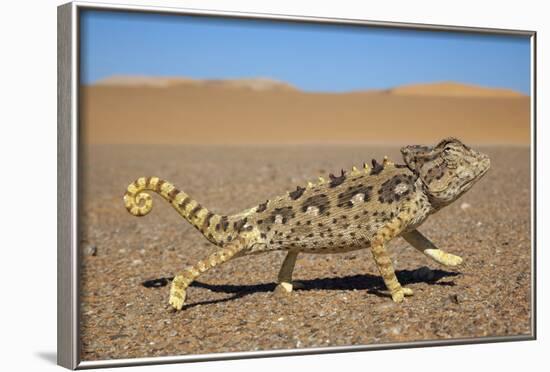 Namaqua Chameleon (Chamaeleo Namaquensis), Namib Desert, Namibia, April-Ann & Steve Toon-Framed Photographic Print