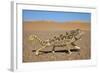 Namaqua Chameleon (Chamaeleo Namaquensis), Namib Desert, Namibia, April-Ann & Steve Toon-Framed Photographic Print