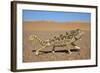 Namaqua Chameleon (Chamaeleo Namaquensis), Namib Desert, Namibia, April-Ann & Steve Toon-Framed Photographic Print