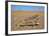 Namaqua Chameleon (Chamaeleo Namaquensis), Namib Desert, Namibia, April-Ann & Steve Toon-Framed Photographic Print