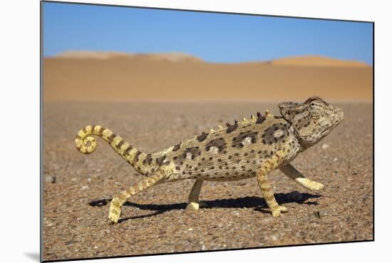 Namaqua Chameleon (Chamaeleo Namaquensis), Namib Desert, Namibia, April-Ann & Steve Toon-Mounted Photographic Print