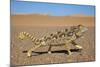 Namaqua Chameleon (Chamaeleo Namaquensis), Namib Desert, Namibia, April-Ann & Steve Toon-Mounted Photographic Print