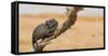 Namaqua Chameleon (Chamaeleo Namaquensis), Namib Desert, Swakopmund, Namibia-Wim van den Heever-Framed Stretched Canvas