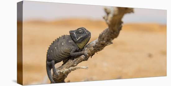 Namaqua Chameleon (Chamaeleo Namaquensis), Namib Desert, Swakopmund, Namibia-Wim van den Heever-Stretched Canvas