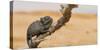 Namaqua Chameleon (Chamaeleo Namaquensis), Namib Desert, Swakopmund, Namibia-Wim van den Heever-Stretched Canvas