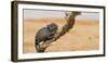 Namaqua Chameleon (Chamaeleo Namaquensis), Namib Desert, Swakopmund, Namibia-Wim van den Heever-Framed Photographic Print