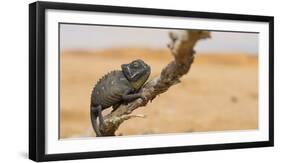 Namaqua Chameleon (Chamaeleo Namaquensis), Namib Desert, Swakopmund, Namibia-Wim van den Heever-Framed Photographic Print