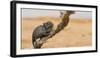 Namaqua Chameleon (Chamaeleo Namaquensis), Namib Desert, Swakopmund, Namibia-Wim van den Heever-Framed Photographic Print