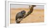 Namaqua Chameleon (Chamaeleo Namaquensis), Namib Desert, Swakopmund, Namibia-Wim van den Heever-Framed Photographic Print