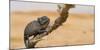 Namaqua Chameleon (Chamaeleo Namaquensis), Namib Desert, Swakopmund, Namibia-Wim van den Heever-Mounted Photographic Print