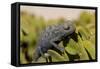 Namaqua Chameleon (Chamaeleo Namaquensis), Namibia, Africa-Thorsten Milse-Framed Stretched Canvas