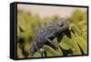 Namaqua Chameleon (Chamaeleo Namaquensis), Namibia, Africa-Thorsten Milse-Framed Stretched Canvas