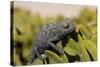 Namaqua Chameleon (Chamaeleo Namaquensis), Namibia, Africa-Thorsten Milse-Stretched Canvas