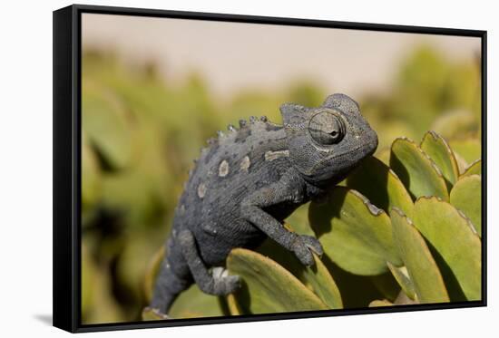 Namaqua Chameleon (Chamaeleo Namaquensis), Namibia, Africa-Thorsten Milse-Framed Stretched Canvas