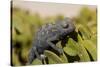 Namaqua Chameleon (Chamaeleo Namaquensis), Namibia, Africa-Thorsten Milse-Stretched Canvas