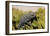 Namaqua Chameleon (Chamaeleo Namaquensis), Namibia, Africa-Thorsten Milse-Framed Photographic Print