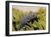 Namaqua Chameleon (Chamaeleo Namaquensis), Namibia, Africa-Thorsten Milse-Framed Photographic Print