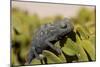 Namaqua Chameleon (Chamaeleo Namaquensis), Namibia, Africa-Thorsten Milse-Mounted Photographic Print